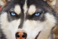 Siberian Husky Dog Royalty Free Stock Photo