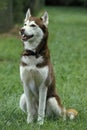 Siberian Husky Dog with Collar, sitting on Grass