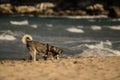 Siberian Husky Dog digging in the sand Royalty Free Stock Photo