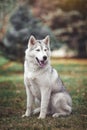 Siberian husky dog in the forest.