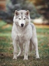 Siberian husky dog in the forest.