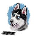 Siberian Husky Dog Hound With Clear Eyes Digital Art. Animal Watercolor Portrait Closeup Isolated Muzzle Of Pet, Canine