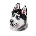Siberian Husky Dog Hound With Clear Eyes Digital Art. Animal Watercolor Portrait Closeup Isolated Muzzle Of Pet, Canine Hand Drawn