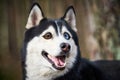 Siberian Husky dog with huge eyes, funny surprised Husky dog with confused big eyes, excited doggy