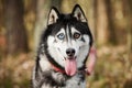 Siberian Husky dog with huge eyes, funny surprised Husky dog with confused big eyes, excited doggy