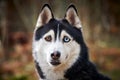 Siberian Husky dog with huge eyes, funny surprised Husky dog with confused big eyes, excited doggy