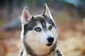 Siberian Husky dog with huge eyes, funny surprised Husky dog with confused big eyes, excited doggy Royalty Free Stock Photo