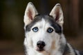 Siberian Husky dog with huge eyes, funny surprised Husky dog with confused big eyes, excited doggy Royalty Free Stock Photo