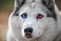 Siberian Husky dog with huge eyes, funny surprised Husky dog with confused big eyes, excited doggy Royalty Free Stock Photo