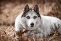 Siberian Husky dog with huge eyes, funny surprised Husky dog with confused big eyes, excited doggy