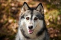 Siberian Husky dog with huge eyes, funny surprised Husky dog with confused big eyes, excited doggy Royalty Free Stock Photo