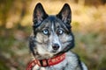 Siberian Husky dog with huge eyes, funny surprised Husky dog with confused big eyes, excited doggy Royalty Free Stock Photo