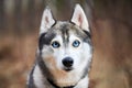 Siberian Husky dog with huge eyes, funny surprised Husky dog with confused big eyes, excited doggy Royalty Free Stock Photo
