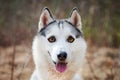 Siberian Husky dog with huge eyes, funny surprised Husky dog with confused big eyes, excited doggy Royalty Free Stock Photo