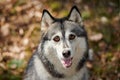 Siberian Husky dog with huge eyes, funny surprised Husky dog with confused big eyes, excited doggy Royalty Free Stock Photo