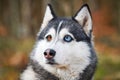 Siberian Husky dog with huge eyes, funny surprised Husky dog with confused big eyes, excited doggy Royalty Free Stock Photo