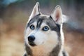 Siberian Husky dog with huge eyes, funny surprised Husky dog with confused big eyes, excited doggy Royalty Free Stock Photo
