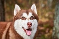 Siberian Husky dog with huge eyes, funny surprised Husky dog with confused big eyes, excited doggy