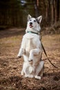 Siberian Husky dog with huge eyes, funny surprised Husky dog with confused big eyes, excited doggy