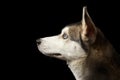 Siberian Husky Dog on Isolated Black Background Royalty Free Stock Photo
