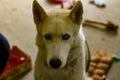 Siberian husky dog isolated on gray. Portrait confused funny sled-dog with blue eyes and with pressed ears. Siberian husky dog Royalty Free Stock Photo