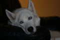 Siberian husky dog isolated on gray. Portrait confused funny sled-dog with blue eyes and with pressed ears. Siberian Royalty Free Stock Photo