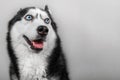 Siberian husky dog isolated on gray. Portrait confused funny sled-dog with blue eyes and with pressed ears. Royalty Free Stock Photo