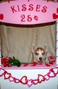 Siberian husky Dog in a Kissing Booth. Theme of valentines day and dog humour. great for concepts