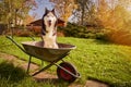 Siberian Husky dog licks his muzzle sitting in the autumn sunny garden