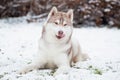 Siberian husky dog lies and licks