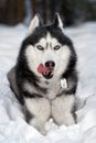 Siberian husky dog lies on the snow and licks nose.