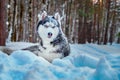 Siberian husky dog lies on snow in winter forest. Beautiful dog breed black and white color, blue eyes and with snow on muzzle. Royalty Free Stock Photo