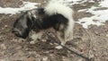 Siberian husky dog lifts up his leg and pee side the tree.