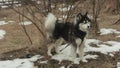 Siberian husky dog lifts up his leg and pee side the tree.