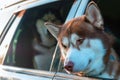 Siberian husky dog looking at copy space. Closeup portrait in car window.