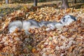 Siberian husky dog lying in pile of yellow leaves