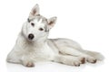 Siberian Husky dog on white background