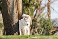 Siberian husky dog in outdoore Royalty Free Stock Photo