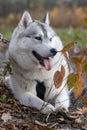 Siberian Husky Dog, Pet And European Autumn Fall Landscape, Sunny Day In November, Outdoor And Inside Forest, Yellow And Brown