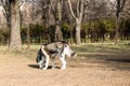 Siberian husky dog playing in the park