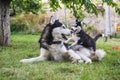 Siberian husky dog is playing with husky puppy on green grass. Two siberian husky are playing with each other in the park Royalty Free Stock Photo