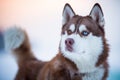 Siberian husky dog portrait