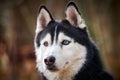 Siberian Husky dog portrait with blue eyes and gray coat color, cute sled dog breed Royalty Free Stock Photo