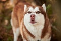 Siberian Husky dog portrait with brown eyes and red brown color, cute sled dog breed