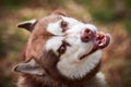 Siberian Husky dog portrait with brown eyes and red brown color, cute sled dog breed