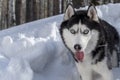 Siberian husky dog portrait on winter snowy forest background. Front view. Copy space. Royalty Free Stock Photo