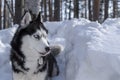 Siberian husky dog portrait on winter snowy forest background. Copy space. Royalty Free Stock Photo