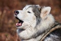 Siberian Husky dog profile portrait with black gray white coat color, cute barking sled dog breed