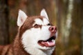 Siberian Husky dog profile portrait with brown eyes and red brown color, cute sled dog breed