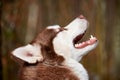 Siberian Husky dog profile portrait with brown eyes and red brown color, cute sled dog breed